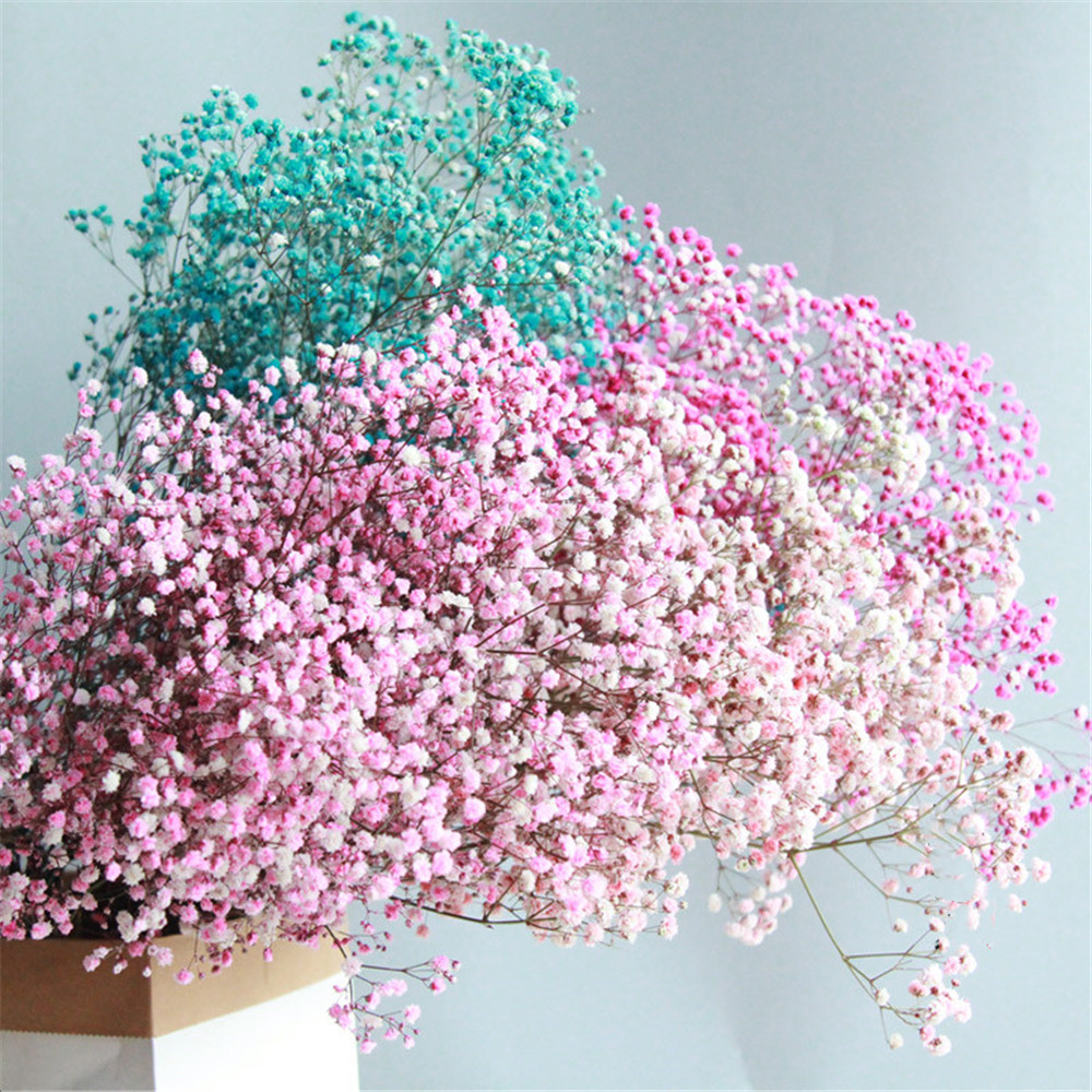 Babies Breath Rea Fowers Gypsophia DIY Natura Dried Fower Fora Bouquets Arrangement for Wedding Home Decoration, Raw color
Babies Breath Rea Fowers Gypsophia DIY Natura Dried Fower Fora Bouquets Arrangement for Wedding Home Decoration, Raw color
