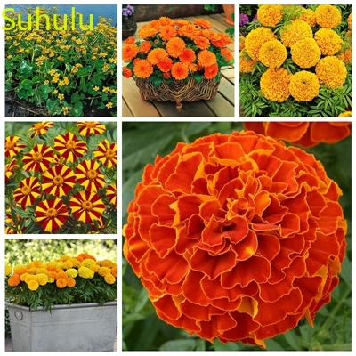 100pcs Marigold Seeds Garden Flower Variety complete Flower Bonsai Plant High Quality Beautifying And Air Purification
100pcs Marigold Seeds Garden Flower Variety complete Flower Bonsai Plant High Quality Beautifying And Air Purification