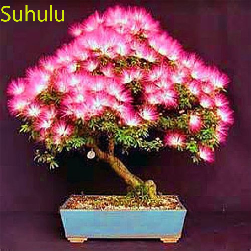 50pcs Albizzia Acacia Seeds Garden Flower Variety complete Flower Bonsai Plant High Quality Beautifying And Air Purification
50pcs Albizzia Acacia Seeds Garden Flower Variety complete Flower Bonsai Plant High Quality Beautifying And Air Purification