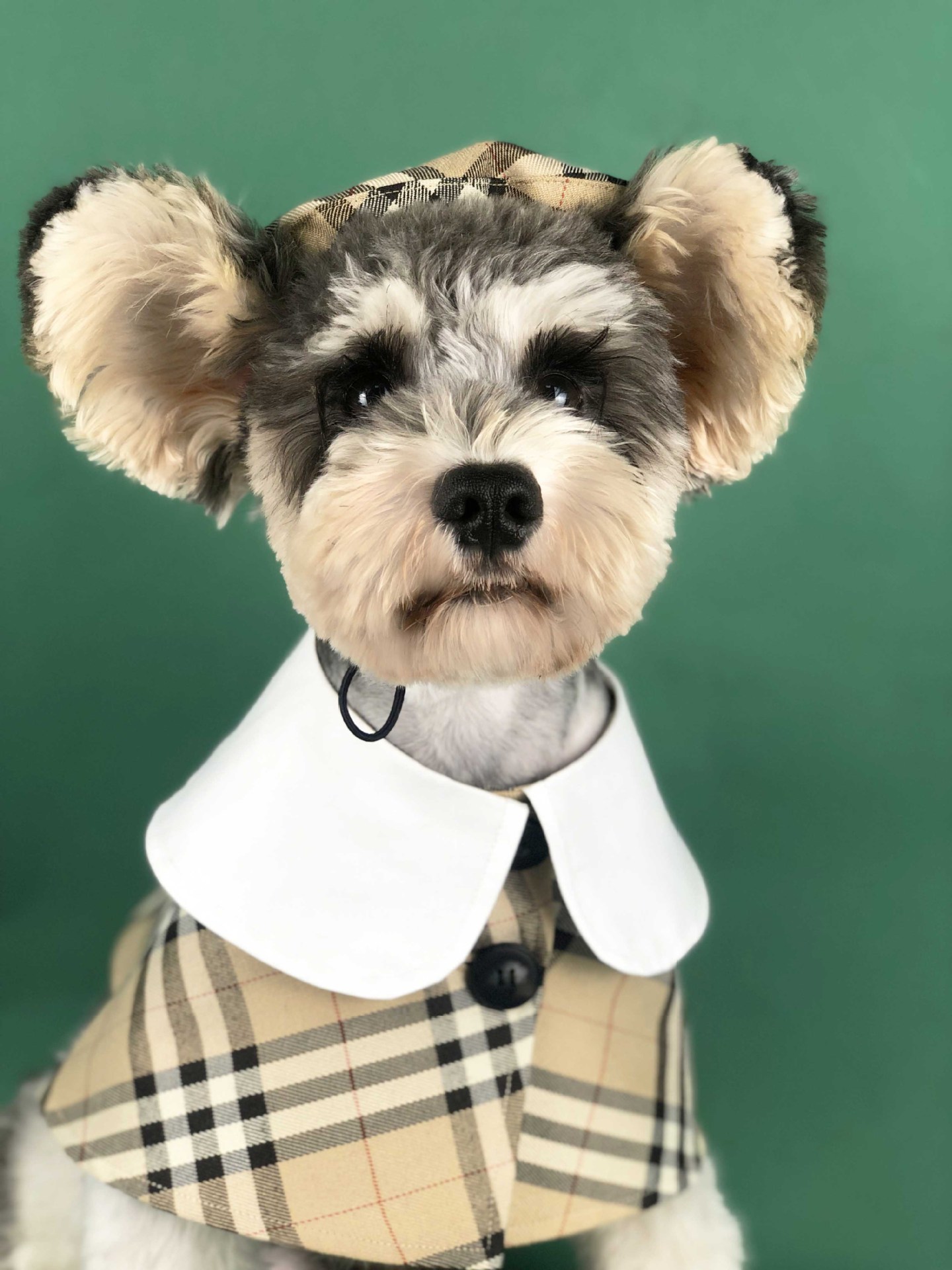 Designer Pet Dog Apparel British Fashion Plaid Brand Summer Clothes With Two Legs For Middle Small Cat Dogs XSSMLXL, Black red
Designer Pet Dog Apparel British Fashion Plaid Brand Summer Clothes With Two Legs For Middle Small Cat Dogs XSSMLXL, Black red