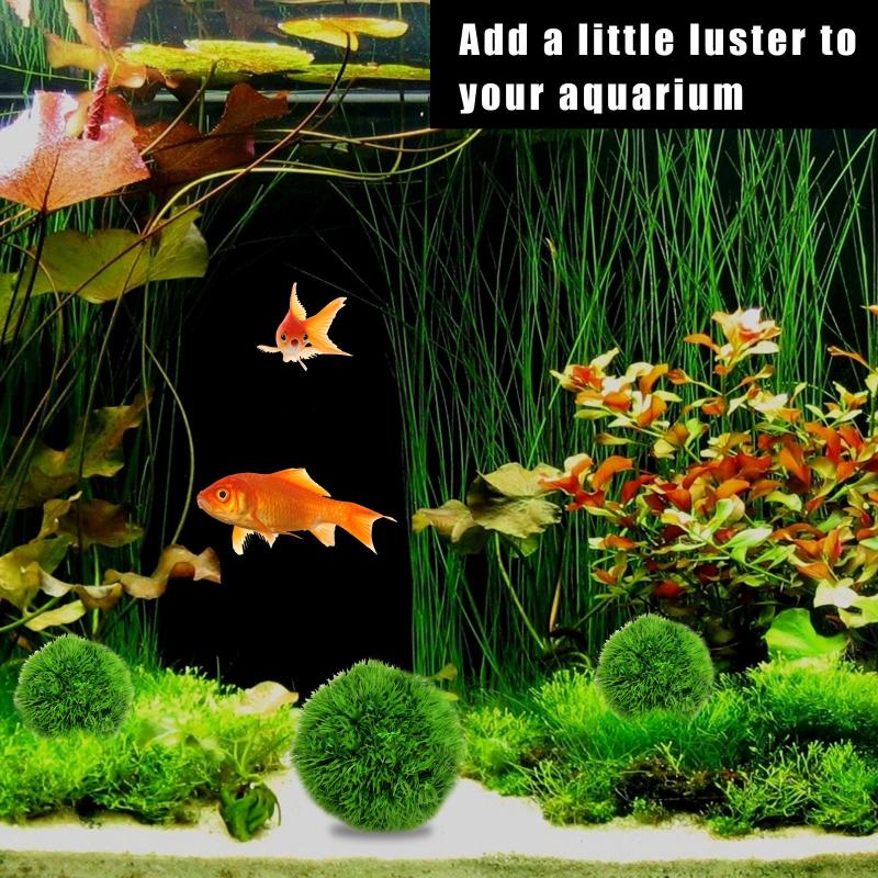 Decorations Japan Genuine Aquarium Ball Landscaping 1cm Chlorella Algae Marimo Happy Environmental Green Seaweed
Decorations Japan Genuine Aquarium Ball Landscaping 1cm Chlorella Algae Marimo Happy Environmental Green Seaweed