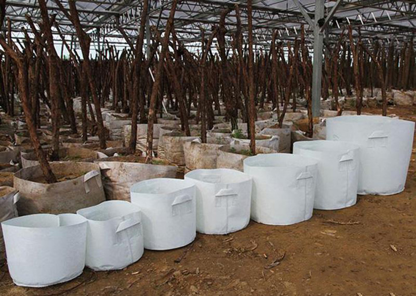 10 Sizes Thickened Non-Woven Fabric Reusable Pot Soft-Sided Highly Breathable Plant Grow Pots bags Planting Bag With Handles Large Flower Planter
10 Sizes Thickened Non-Woven Fabric Reusable Pot Soft-Sided Highly Breathable Plant Grow Pots bags Planting Bag With Handles Large Flower Planter