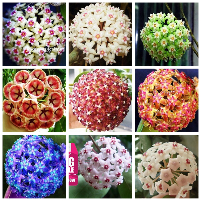 New Arrival 200 Pcs seeds Chinese Hoya Tree Bonsai Plant For Balcony Garden Flowers, Exotic Flower Potted Orchid Wedding Decor Planting Seas
New Arrival 200 Pcs seeds Chinese Hoya Tree Bonsai Plant For Balcony Garden Flowers, Exotic Flower Potted Orchid Wedding Decor Planting Seas