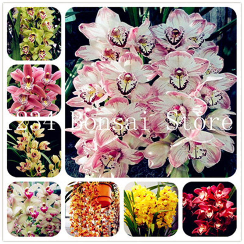 Sale! 100 pcs seeds Budding Rate 95% Aerobic Potted Rare Cymbidium orchid plant African Cymbidiums flores,Phalaenopsis bonsai flower plantas for home garden potted
Sale! 100 pcs seeds Budding Rate 95% Aerobic Potted Rare Cymbidium orchid plant African Cymbidiums flores,Phalaenopsis bonsai flower plantas for home garden potted