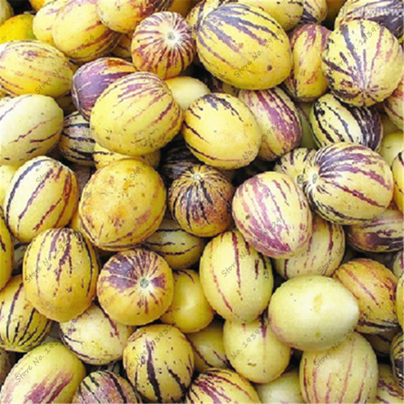100 pcs seeds Mini Sweet Melon Eggplant Plants Flower Potted Plant Garden Fruit Trees Southern United States Bonsai Sweet Fruit Purify The Air Absorb Harmful Gases
100 pcs seeds Mini Sweet Melon Eggplant Plants Flower Potted Plant Garden Fruit Trees Southern United States Bonsai Sweet Fruit Purify The Air Absorb Harmful Gases