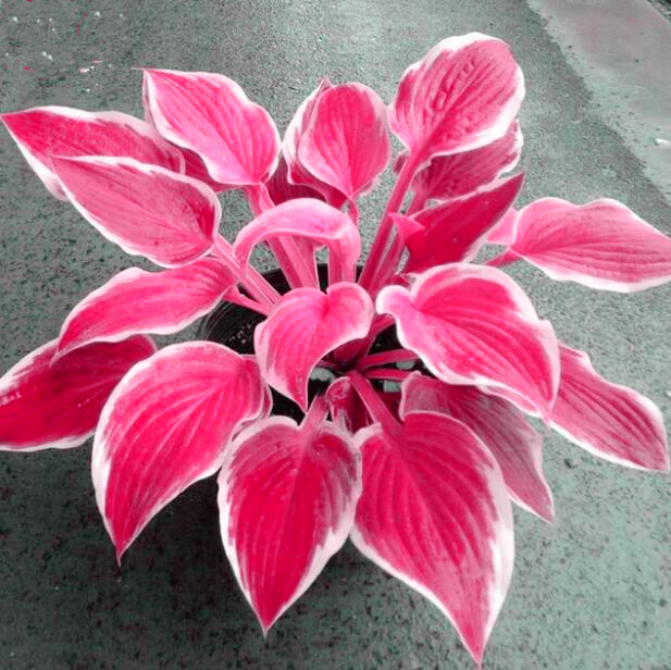 100pcs Hosta Plantain Lily Flower Seeds Patio Lawn Garden Supplies Bonsai Plants Beautifying And Air Purification Aerobic Potted Natural Growth Variety of Colors
100pcs Hosta Plantain Lily Flower Seeds Patio Lawn Garden Supplies Bonsai Plants Beautifying And Air Purification Aerobic Potted Natural Growth Variety of Colors