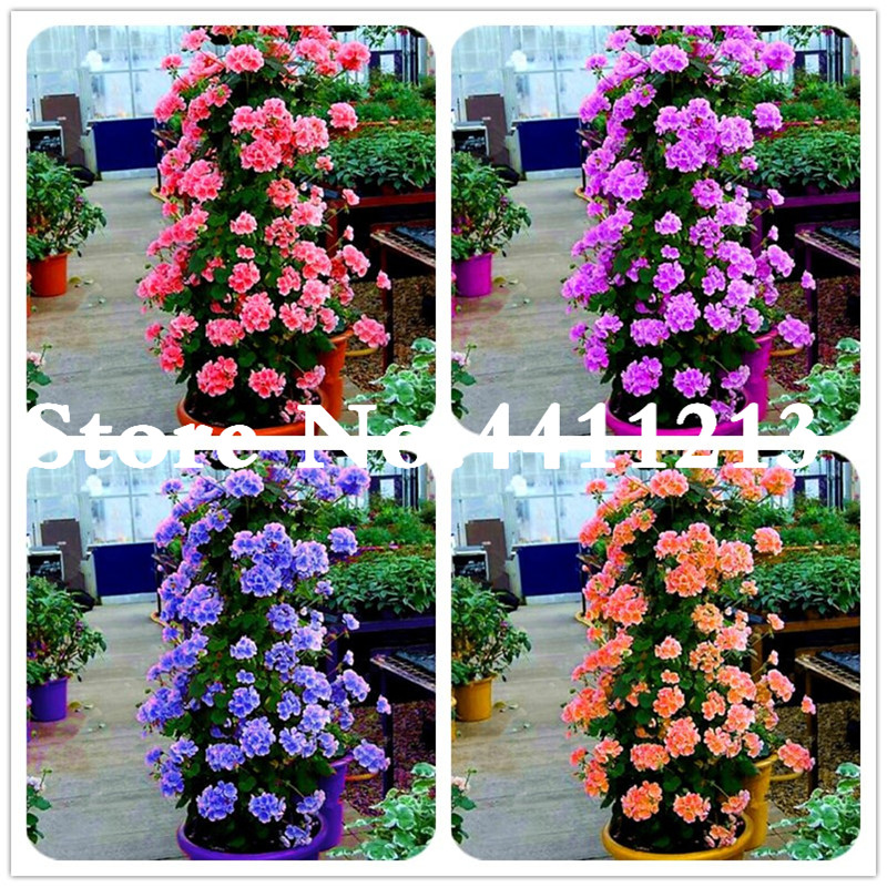 50 pcs seeds Bonsai climbing geranium Flower, Pelargonium Peltatum Geranium bonsai, courtyard & balcony outdoor plant for home garden Fast Growing Planting Season
50 pcs seeds Bonsai climbing geranium Flower, Pelargonium Peltatum Geranium bonsai, courtyard & balcony outdoor plant for home garden Fast Growing Planting Season