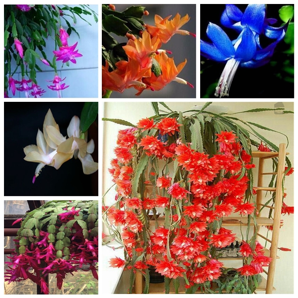 Garden Decorations 200pcs Schlumbergera Zygocactus Truncatus Flower Seeds Bonsai Rare Plant for Home Courtyard Planting The Budding Rate 95%
Garden Decorations 200pcs Schlumbergera Zygocactus Truncatus Flower Seeds Bonsai Rare Plant for Home Courtyard Planting The Budding Rate 95%