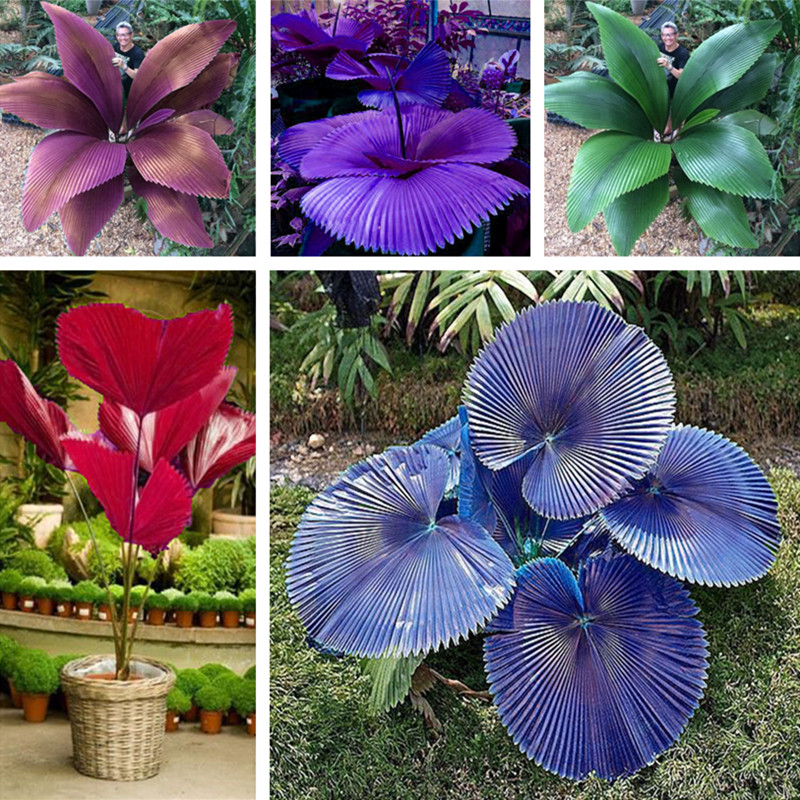 10pcs Bottle Palm Tree Flower Seeds for Patio Lawn Garden Supplies Bonsai Plants The Germination Rate 95% Purify The Air Absorb Harmful Gases Decorative Landscaping
10pcs Bottle Palm Tree Flower Seeds for Patio Lawn Garden Supplies Bonsai Plants The Germination Rate 95% Purify The Air Absorb Harmful Gases Decorative Landscaping
