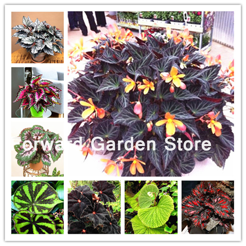 100 Pcs Beautiful Begonia Flower Plant Potted Bonsai Garden Courtyard Balcony Coleus Flores Ornamental Plant Natural Growth Variety of Colors Aerobic Potted
100 Pcs Beautiful Begonia Flower Plant Potted Bonsai Garden Courtyard Balcony Coleus Flores Ornamental Plant Natural Growth Variety of Colors Aerobic Potted