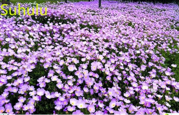 100PCS Evening Primrose Seeds / Pack New Arrive Flower Bonsai Plant Fragrant and Pretty for Courtyard ,Patio, Lawn & Garden
100PCS Evening Primrose Seeds / Pack New Arrive Flower Bonsai Plant Fragrant and Pretty for Courtyard ,Patio, Lawn & Garden