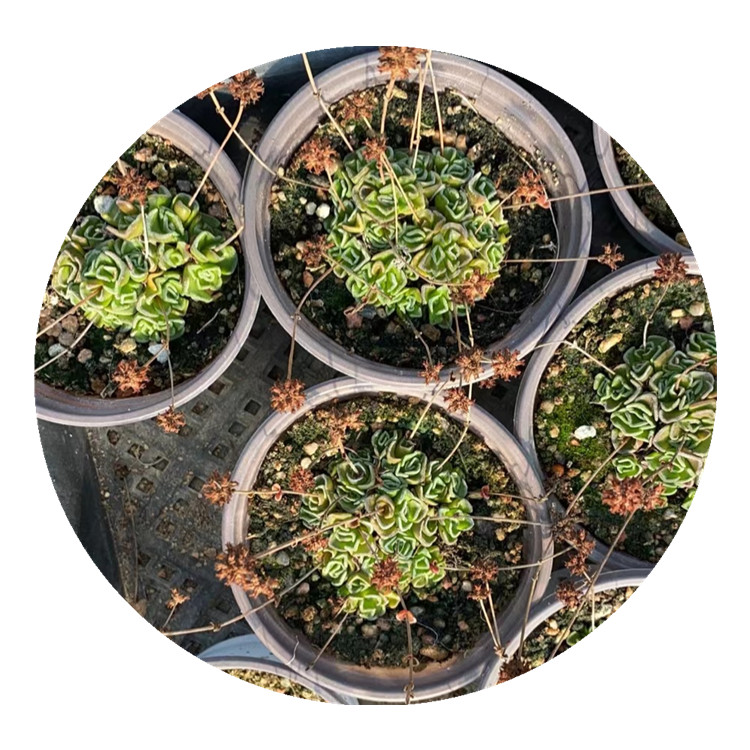 HH015,Crassula Susannae, Rare Succulent Live Plant ,Ornamental plants,Wholesale Indoor ,Patio, Lawn,Cactus,Flower,Garden Decorations
HH015,Crassula Susannae, Rare Succulent Live Plant ,Ornamental plants,Wholesale Indoor ,Patio, Lawn,Cactus,Flower,Garden Decorations