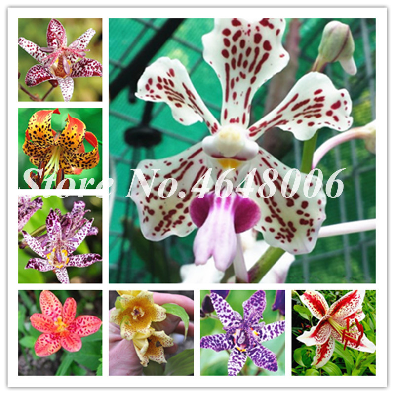 100 Pcs seeds Japan Toad Lily Bonsai Outdoor Blooming Aromatic Lilum Flower Ornaments Home Garden Landscaping Easy To Grow Decorative Landscaping Aerobic Potted
100 Pcs seeds Japan Toad Lily Bonsai Outdoor Blooming Aromatic Lilum Flower Ornaments Home Garden Landscaping Easy To Grow Decorative Landscaping Aerobic Potted