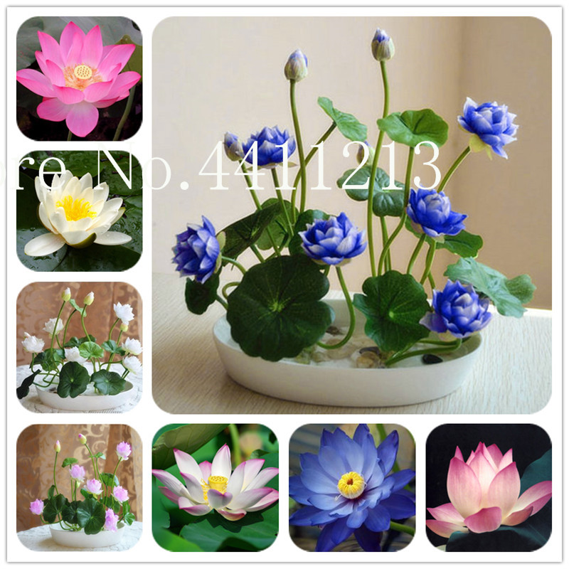 10 pcs/bag Mini Lotus plant, Water Lily Bonsai Flower, Rare Potted Plant for Home Garden, Purify the Air, Radiation Absorption Natural Growth Variety of Colors Showy
10 pcs/bag Mini Lotus plant, Water Lily Bonsai Flower, Rare Potted Plant for Home Garden, Purify the Air, Radiation Absorption Natural Growth Variety of Colors Showy