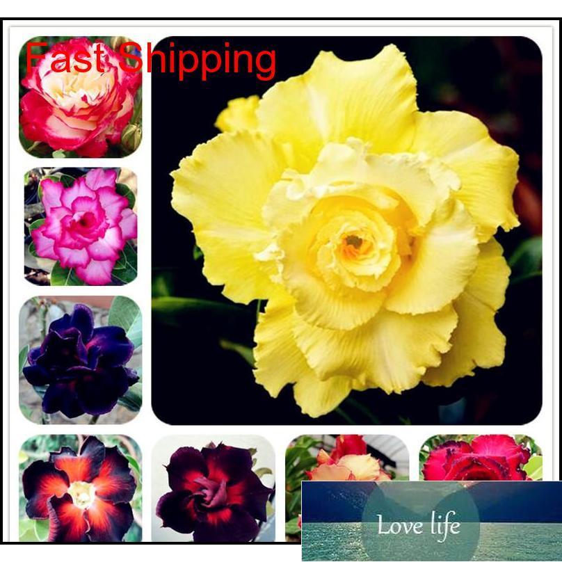 Bonsai Adenium Obesum Seeds Balcony Flowers Seeds 2 Pcs Rainbow Desert Rose Seeds For Home Ga qylXGT bde_luck
Bonsai Adenium Obesum Seeds Balcony Flowers Seeds 2 Pcs Rainbow Desert Rose Seeds For Home Ga qylXGT bde_luck