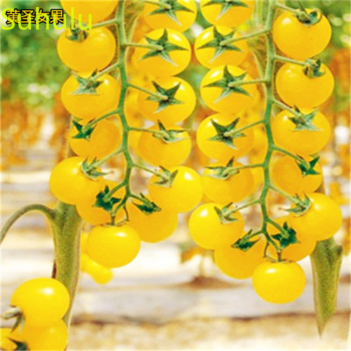 100pcs rainbow tomato Seeds Garden Indoor Flowers Balcony & Courtyard Bonsai Plant High Quality Beautifying And Air Purification
100pcs rainbow tomato Seeds Garden Indoor Flowers Balcony & Courtyard Bonsai Plant High Quality Beautifying And Air Purification