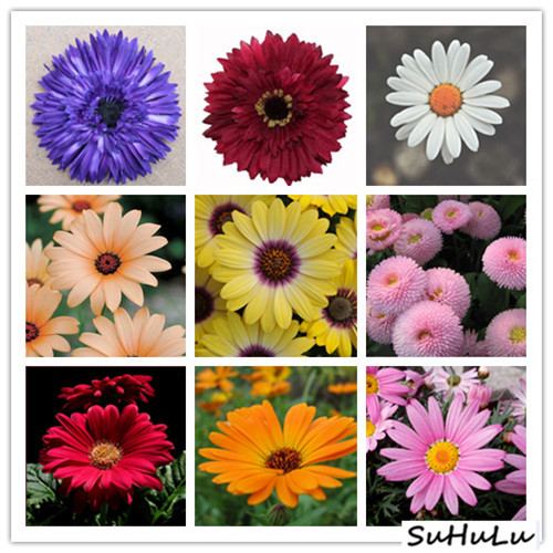 Garden Decorations 100pcs Daisy Flower Fresh Seeds for Bonsai Plants The Budding Rate 95% Natural Growth Variety of Colors All for a summer residence Aerobic Potted
Garden Decorations 100pcs Daisy Flower Fresh Seeds for Bonsai Plants The Budding Rate 95% Natural Growth Variety of Colors All for a summer residence Aerobic Potted