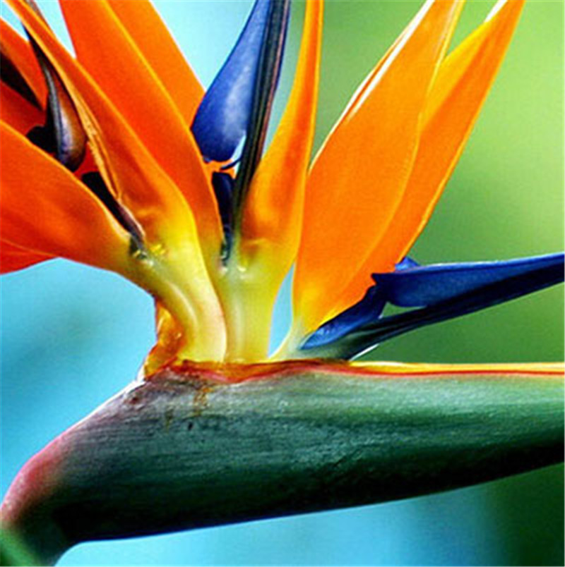 100pcs Strelitzia Flower Seeds for Patio Lawn Garden All for a summer residence Supplies Bonsai Plants The Budding Rate 95% Decorative Landscaping Planting Season
100pcs Strelitzia Flower Seeds for Patio Lawn Garden All for a summer residence Supplies Bonsai Plants The Budding Rate 95% Decorative Landscaping Planting Season