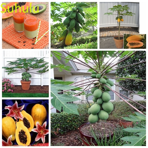 20pcs Papaya Fruit tree Seeds Garden Flower Variety complete Flower Bonsai Plant High Quality Beautifying And Air Purification
20pcs Papaya Fruit tree Seeds Garden Flower Variety complete Flower Bonsai Plant High Quality Beautifying And Air Purification