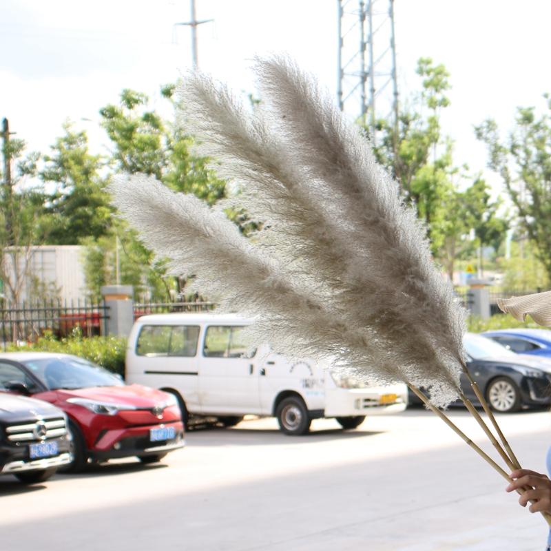 Decorative Flowers & Wreaths 140CM 10Pcs/lot Natural Large Pampas Grass Decor Real Artificial Dried Bouquet Wedding Supplies Christmas