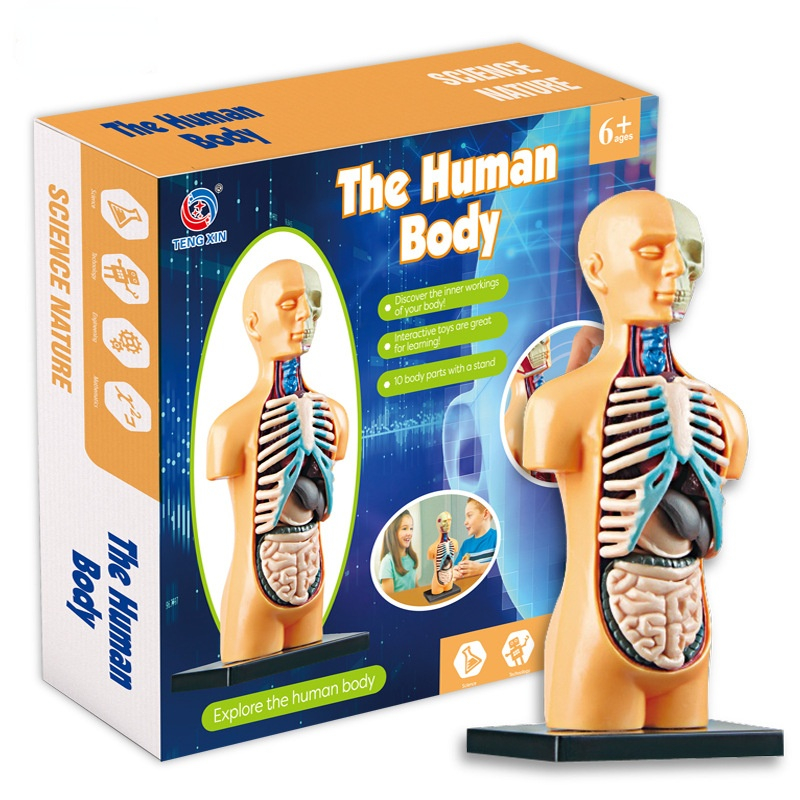Children Science STEM Game Assembled Human Body Kids Educational Toy Skeleton Anatomy Organs Bones Kit STEM Toys sxmy23
