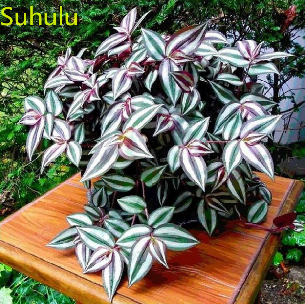400 PCS Calathea Grass Seeds Garden Indoor Flowers Balcony & Courtyard Bonsai Plant High Quality Beautifying And Air Purification
400 PCS Calathea Grass Seeds Garden Indoor Flowers Balcony & Courtyard Bonsai Plant High Quality Beautifying And Air Purification