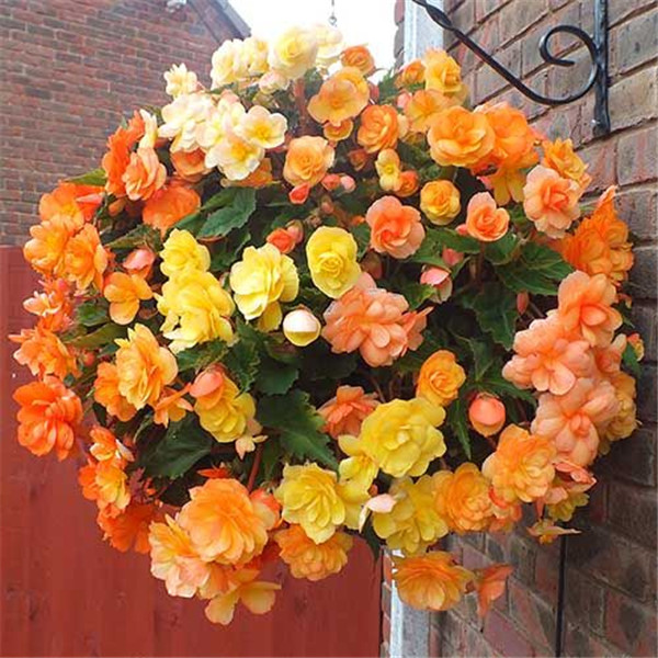 100 Pcs seeds /bag Begonia Flower Potted Bonsai Indoor Decoratie Beautiful Garden Wall Plant Home Decor For Christmas Tree Fast Growing Plan
100 Pcs seeds /bag Begonia Flower Potted Bonsai Indoor Decoratie Beautiful Garden Wall Plant Home Decor For Christmas Tree Fast Growing Plan
