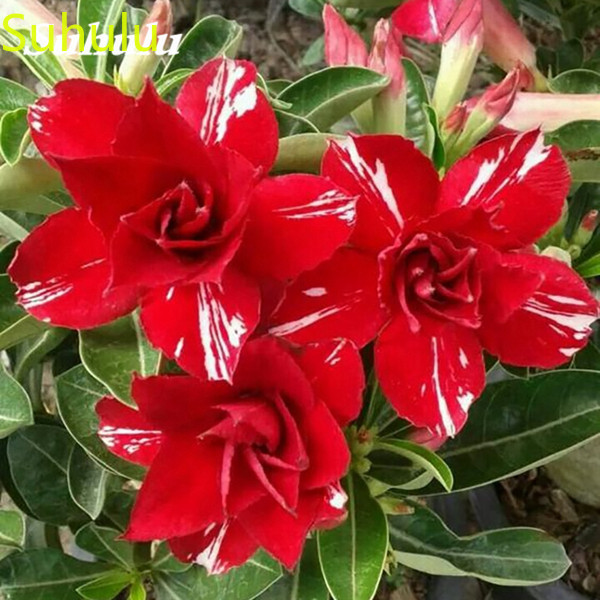 5 pcs Adenium Seeds Garden Indoor Flowers Balcony & Courtyard Bonsai Plant High Quality Beautifying And Air Purification
5 pcs Adenium Seeds Garden Indoor Flowers Balcony & Courtyard Bonsai Plant High Quality Beautifying And Air Purification