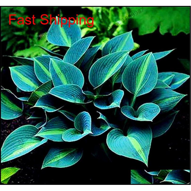 Other Supplies Patio Lawn Drop Delivery 2021 150Pcsbag Beautiful Perennials Lily Shade Hosta Flower Grass Seeds Ornamental Plants
Other Supplies Patio Lawn Drop Delivery 2021 150Pcsbag Beautiful Perennials Lily Shade Hosta Flower Grass Seeds Ornamental Plants
