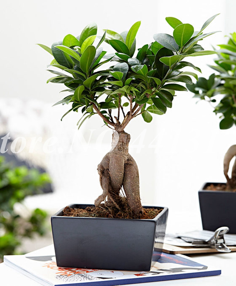 50 pcs/ bag Ficus Lyrata Bonsai Tree, Potted Balcony Banyan Tree Leaf Bonsai Garden Plants, Anti-Radiation Beautifying And Air Purification The Germination Rate 95%
50 pcs/ bag Ficus Lyrata Bonsai Tree, Potted Balcony Banyan Tree Leaf Bonsai Garden Plants, Anti-Radiation Beautifying And Air Purification The Germination Rate 95%