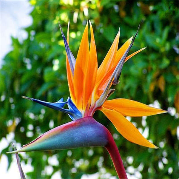 Garden Decorations 100pcs Strelitzia reginae Flower Seeds Bonsai Wedding Party Decorative Rare Plant for Home Courtyard Planting
Garden Decorations 100pcs Strelitzia reginae Flower Seeds Bonsai Wedding Party Decorative Rare Plant for Home Courtyard Planting