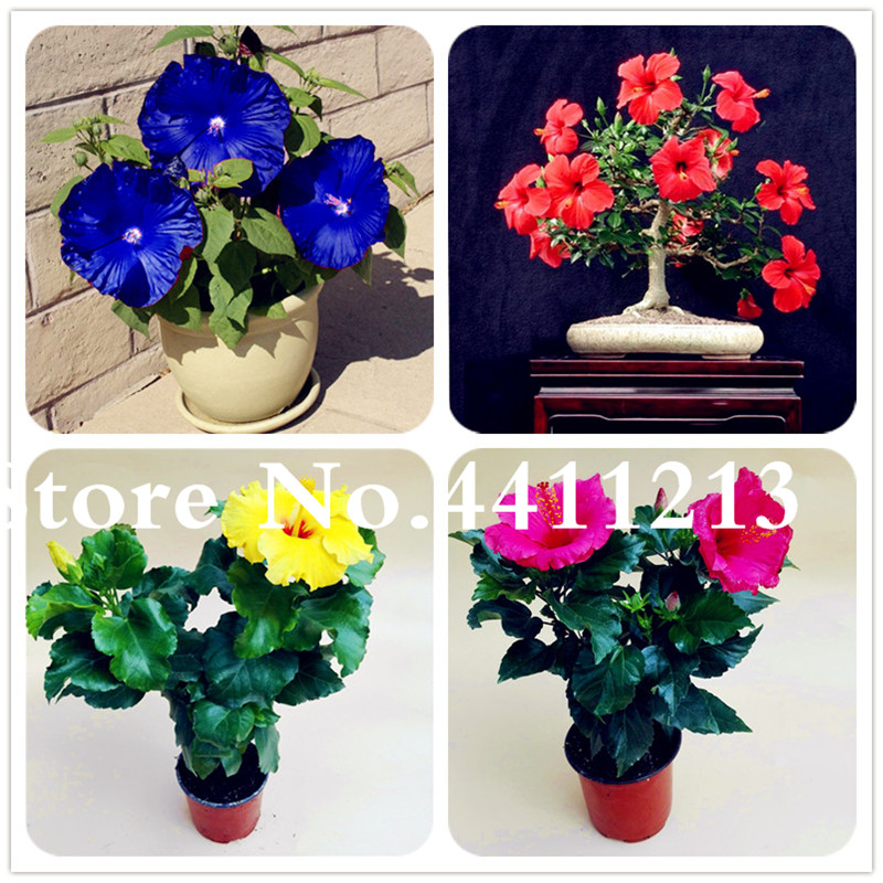 100 Pcs seeds Giant Hibiscus Flower Bonsai Hardy Rare Home Flower For DIY Garden Potted Or Yard Flower Plant Best Gift For Girl Kid The Budding Rate 95% Aerobic Potted
100 Pcs seeds Giant Hibiscus Flower Bonsai Hardy Rare Home Flower For DIY Garden Potted Or Yard Flower Plant Best Gift For Girl Kid The Budding Rate 95% Aerobic Potted