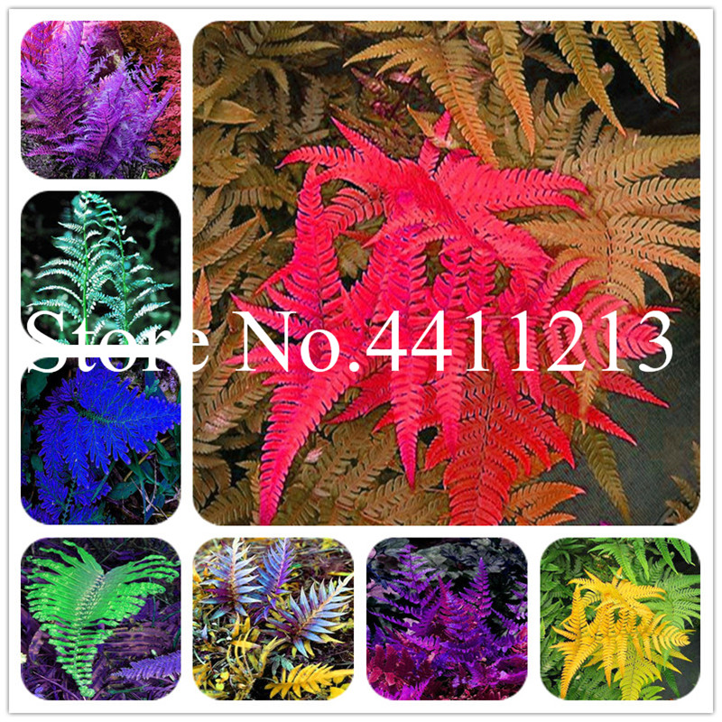 100 Pcs seeds Fern bonsai Bracken Colorful Pteridophyta Rare Vegetable Standing or winding climber perennial herb potted plants Planting Season Purify The Air
100 Pcs seeds Fern bonsai Bracken Colorful Pteridophyta Rare Vegetable Standing or winding climber perennial herb potted plants Planting Season Purify The Air