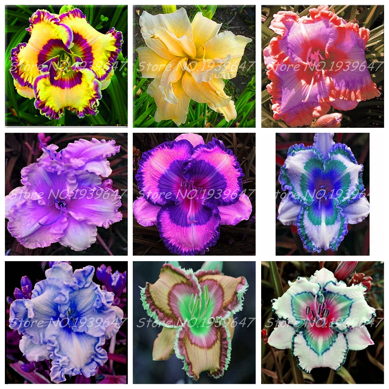 100 Pcs seeds Bag Fresh Bonsai Hemerocallis Middendorffii Daylily Perennial Flower Daylilies Flower Plant Day Lily Beauty Your Ga
100 Pcs seeds Bag Fresh Bonsai Hemerocallis Middendorffii Daylily Perennial Flower Daylilies Flower Plant Day Lily Beauty Your Ga