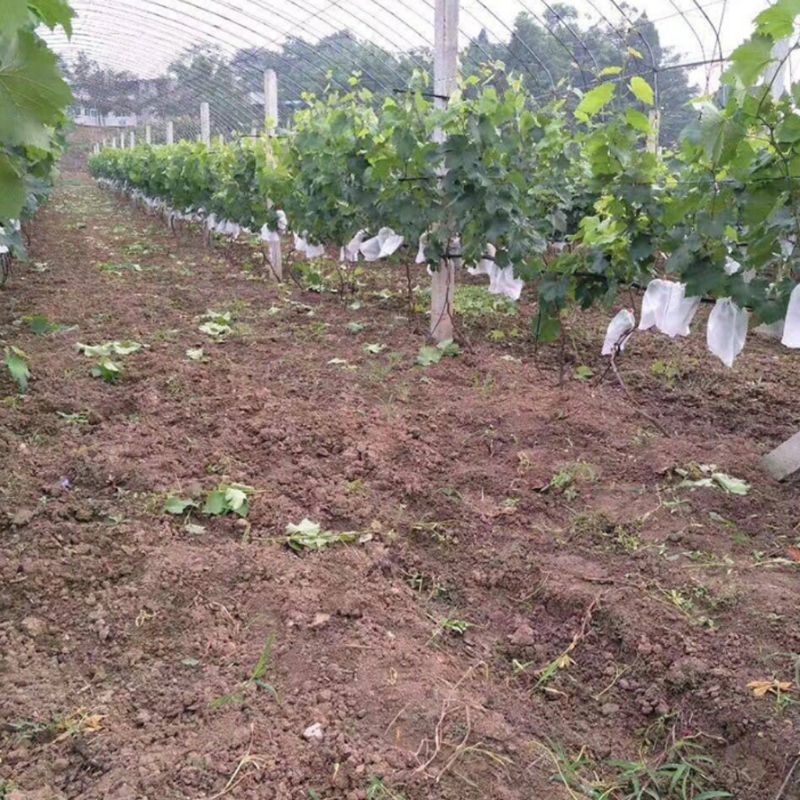 100x Garden Green grapes Apples Fruit Protection Net Pouch Against Pest
