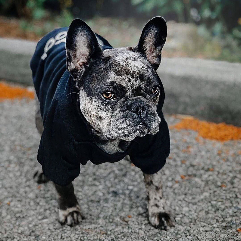 Designer Pet Clothes Sweater Dog Apparel Four Seasons Medium and Large Dogs Hoodie The Doggy Face Labrador French Bulldog Jacket Clothing 20 Color Who