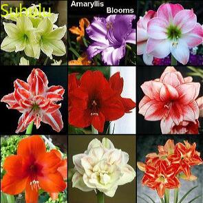 

New Variety 400pcs Amaryllis Seeds Garden Indoor Flowers Balcony & Courtyard Purifying Air Bonsai Plant Home Garden Blooming