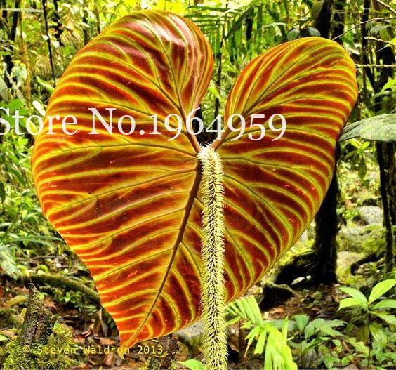 100 Pcs seeds Janpanse Bonsai Coleus Plants Rare Foliage Perfect Color Rainbow Dragon Plants Beautiful Flower Diy Garden Semente Decorative Landscaping
100 Pcs seeds Janpanse Bonsai Coleus Plants Rare Foliage Perfect Color Rainbow Dragon Plants Beautiful Flower Diy Garden Semente Decorative Landscaping