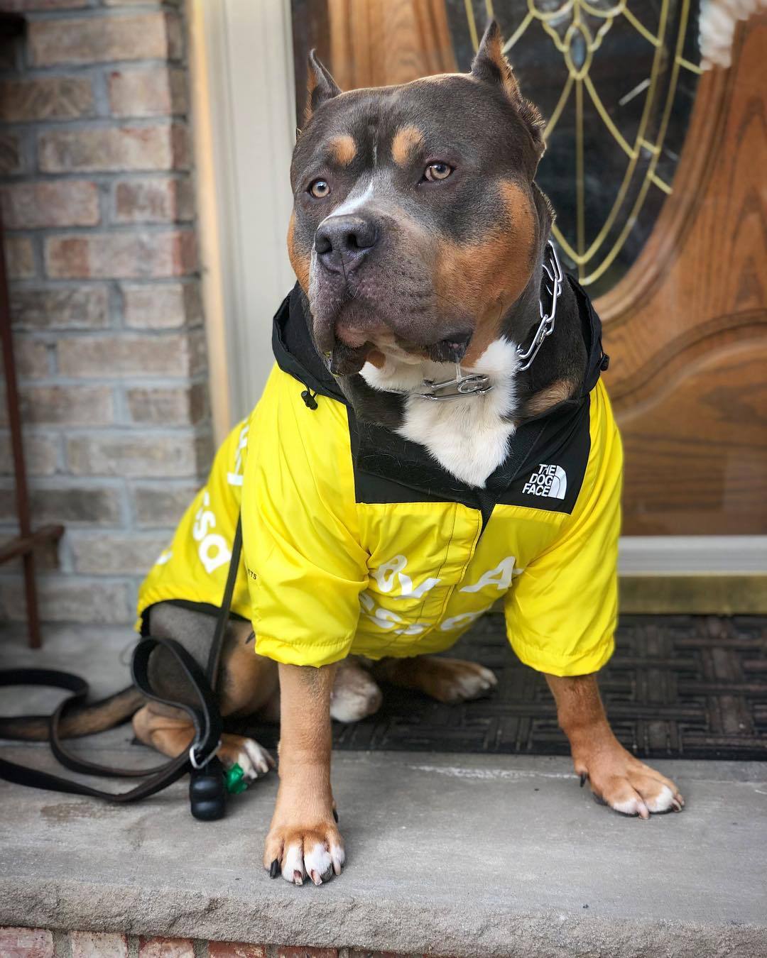 Fashion Dog Apparel raincoat jacket coat outdoor high quality small medium pet cat dogs rain coats clothes outwear cool, Red
Fashion Dog Apparel raincoat jacket coat outdoor high quality small medium pet cat dogs rain coats clothes outwear cool, Red