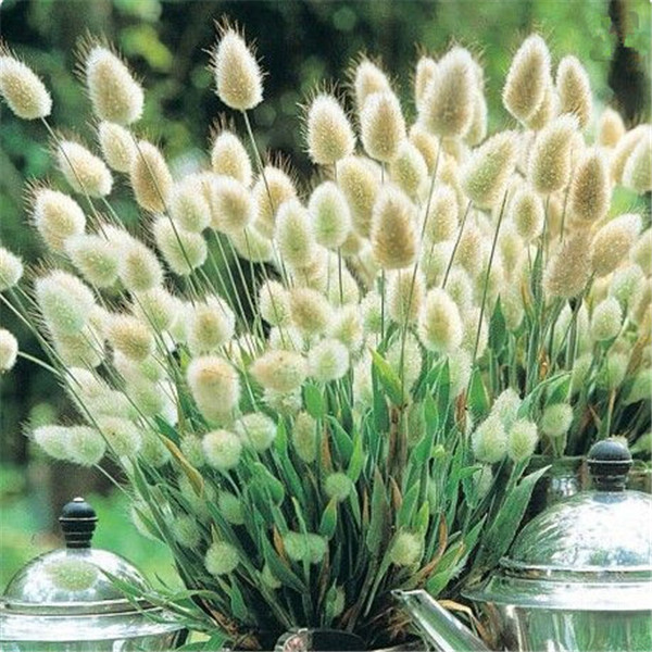 Garden Decorations 100PCS Rabbit tail grass Flower Seeds Bonsai Rare Plant for Home Courtyard Planting The Germination Rate 95%
Garden Decorations 100PCS Rabbit tail grass Flower Seeds Bonsai Rare Plant for Home Courtyard Planting The Germination Rate 95%