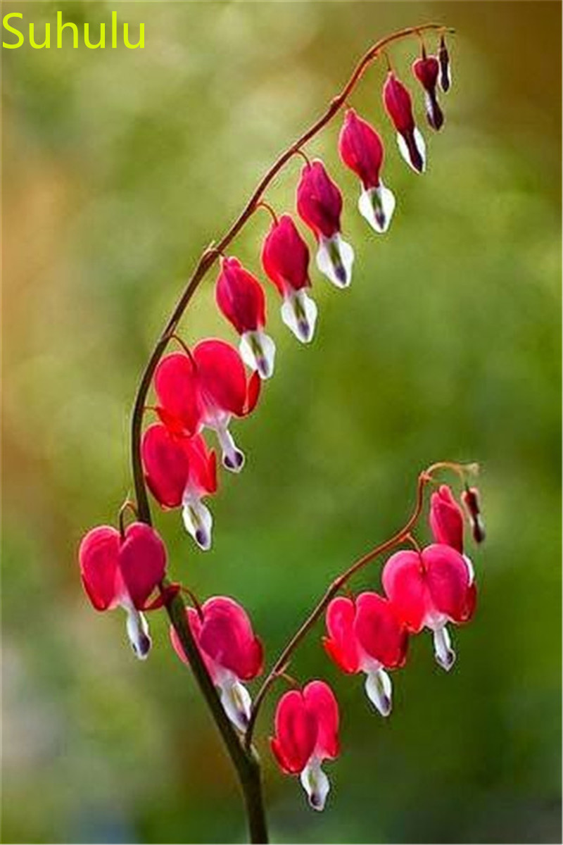 100PCS Bell Orchid Seeds / Pack New Arrive Flower Bonsai Plant Fragrant and Pretty for Courtyard ,Patio, Lawn & Garden
100PCS Bell Orchid Seeds / Pack New Arrive Flower Bonsai Plant Fragrant and Pretty for Courtyard ,Patio, Lawn & Garden