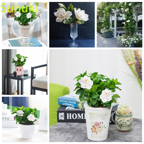 100pcs Gardenia Seeds Garden Indoor Flowers Balcony & Courtyard Bonsai Plant High Quality Beautifying And Air Purification
100pcs Gardenia Seeds Garden Indoor Flowers Balcony & Courtyard Bonsai Plant High Quality Beautifying And Air Purification