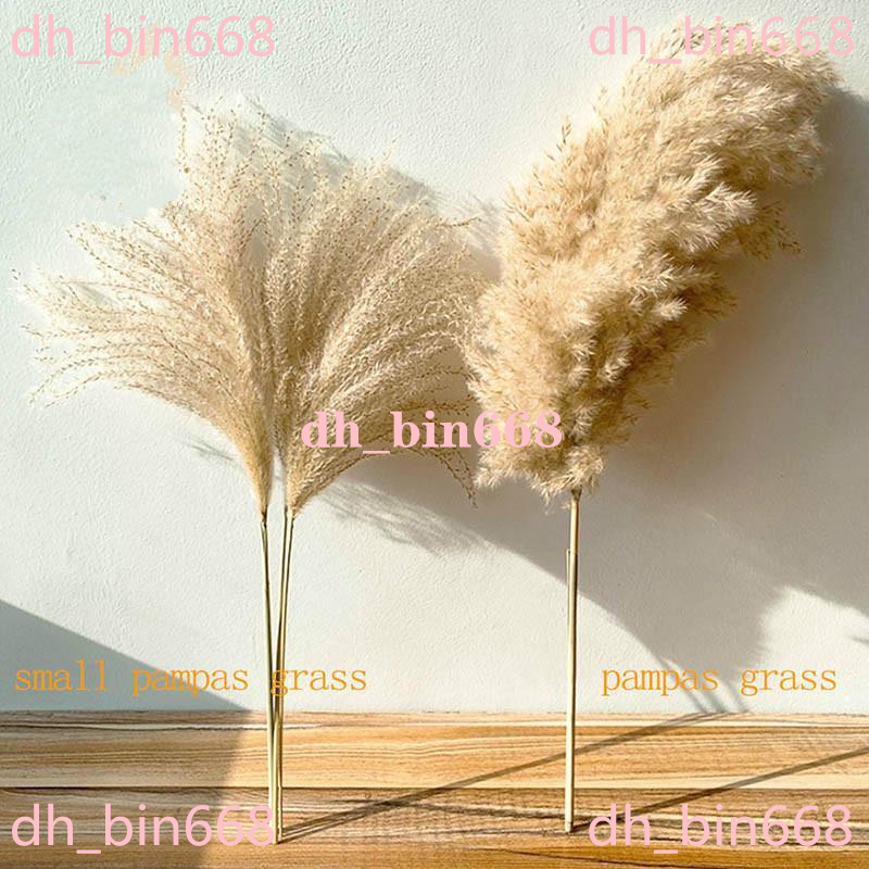 real natural dried flowers pampas grass decor plants wedding dry fluffy lovely for holiday home
real natural dried flowers pampas grass decor plants wedding dry fluffy lovely for holiday home