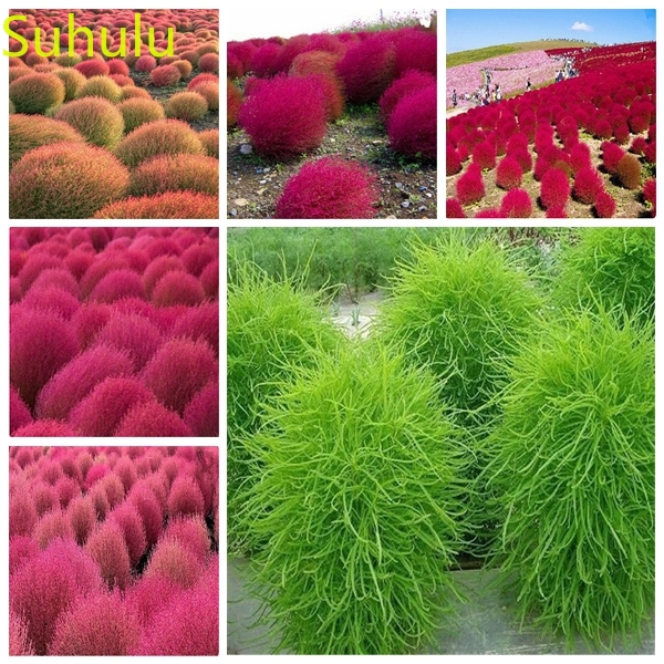 100pcs Fescue Grass Seeds Garden Flower Variety complete Flower Bonsai Plant High Quality Beautifying And Air Purification
100pcs Fescue Grass Seeds Garden Flower Variety complete Flower Bonsai Plant High Quality Beautifying And Air Purification