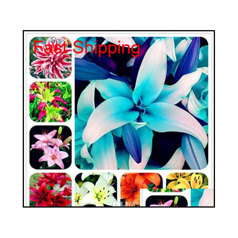 Other Supplies Aqutic Plant Seeds Double Lily Flower Seed 100Pcsbag Outdoor Bonsai Pot Bulbous Flowers Root Lilium Plants For Home Gar Bf4Z6
Other Supplies Aqutic Plant Seeds Double Lily Flower Seed 100Pcsbag Outdoor Bonsai Pot Bulbous Flowers Root Lilium Plants For Home Gar Bf4Z6