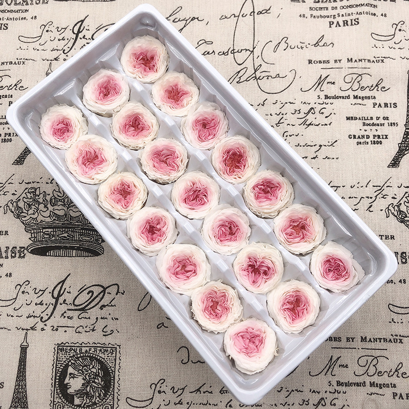 21PCs/Box Preserved Fresh Fower Austin Rose Immorta Rea fowers Rose In Box Party Decorations Wedding Home Decor Cass A, Beige
21PCs/Box Preserved Fresh Fower Austin Rose Immorta Rea fowers Rose In Box Party Decorations Wedding Home Decor Cass A, Beige