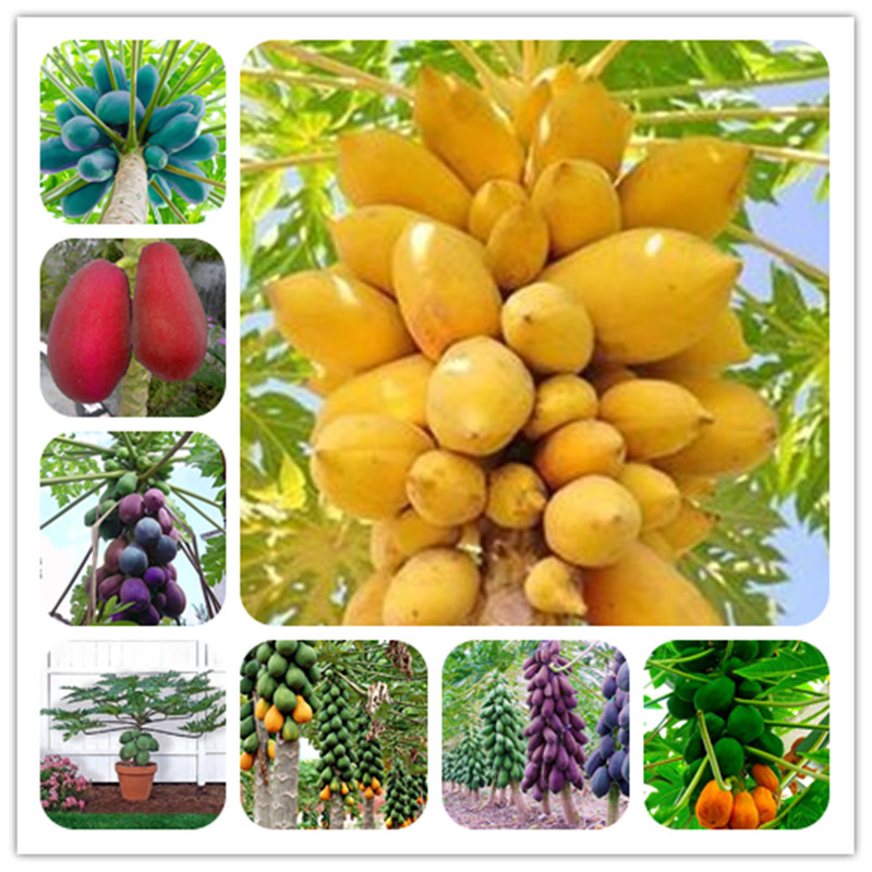 Papaya Tree Organic Carica Papaya Bonsai For Garden Vegetable Fruit Plants Sementes Tropic Fruit - 20 Pcs seeds Decorative Landscaping Radiation Protection
Papaya Tree Organic Carica Papaya Bonsai For Garden Vegetable Fruit Plants Sementes Tropic Fruit - 20 Pcs seeds Decorative Landscaping Radiation Protection