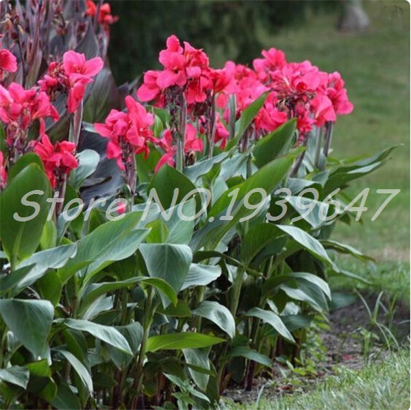100 Pcs Colorful Canna Lily Bonsai DIY Potted Plants Indoor Outdoor Bloom Germination Rate Of 95% Mixed Colors Garden Flowers Variety of Colors Aerobic Potted
100 Pcs Colorful Canna Lily Bonsai DIY Potted Plants Indoor Outdoor Bloom Germination Rate Of 95% Mixed Colors Garden Flowers Variety of Colors Aerobic Potted