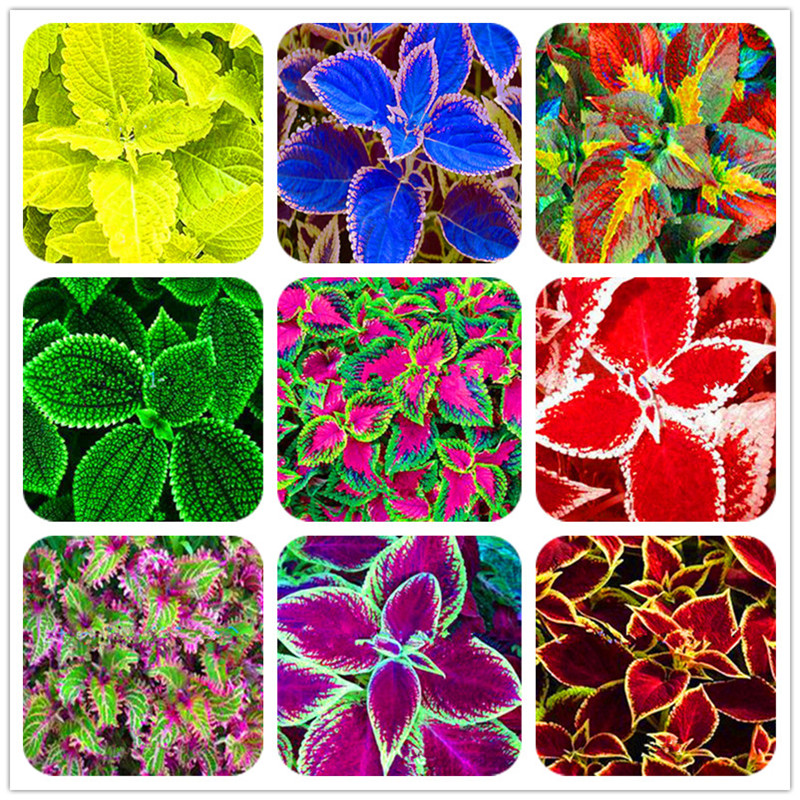 Garden Decorations 100pcs Coleus Flower Seeds Bonsai Rare Plant for Home Courtyard Planting Birthday Party Decorative
Garden Decorations 100pcs Coleus Flower Seeds Bonsai Rare Plant for Home Courtyard Planting Birthday Party Decorative