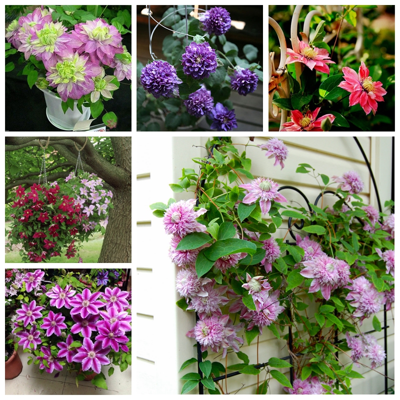 100 pcs seeds / bag Exotic Clematis Bonsai Flower Blooming Vines Plant Indoor & Outdoor Pot for Home Garden Decor Absorb Harmful Gases Natural Growth Variety of Colors
100 pcs seeds / bag Exotic Clematis Bonsai Flower Blooming Vines Plant Indoor & Outdoor Pot for Home Garden Decor Absorb Harmful Gases Natural Growth Variety of Colors